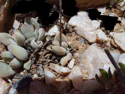 Image of Crassula namaquensis Schönl. & Baker fil.