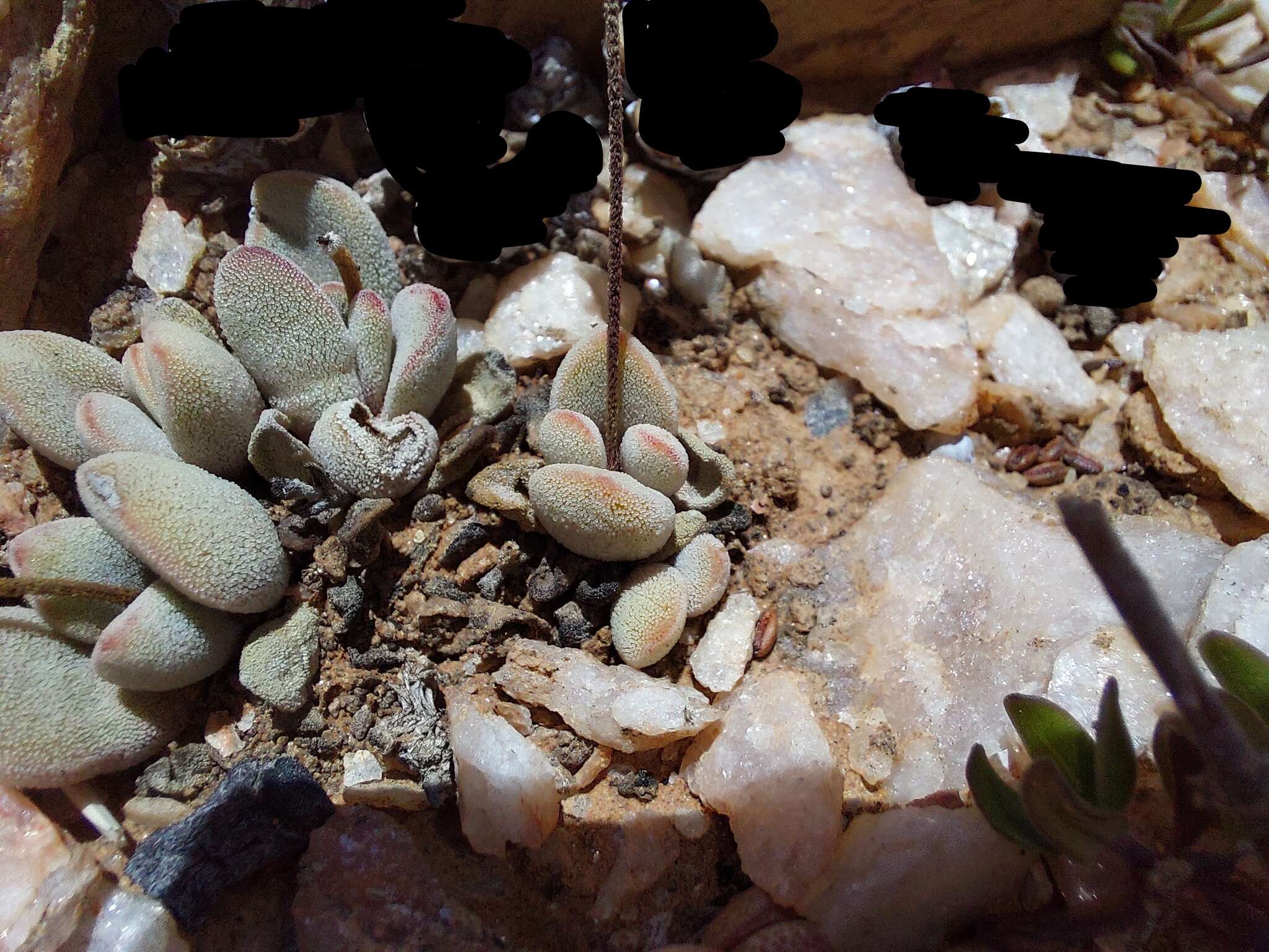 Crassula namaquensis Schönl. & Baker fil. resmi