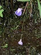 Image de Utricularia smithiana R. Wight