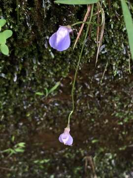 Image of Utricularia smithiana R. Wight