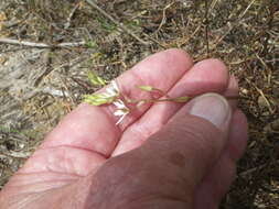 Imagem de Ornithogalum pilosum L. fil.