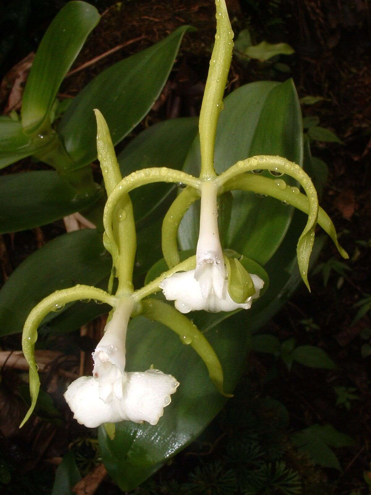 Image of Epidendrum lacustre Lindl.