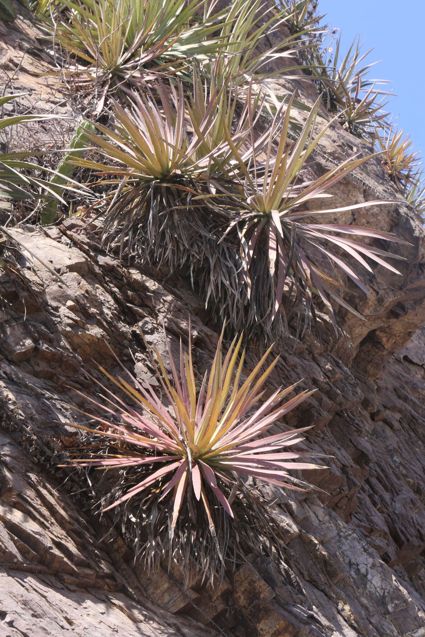 Image of Agave ortgiesiana (Baker) Trel.