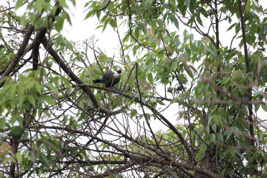 Image of White-crested Turaco