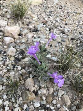 Image of clustered sage