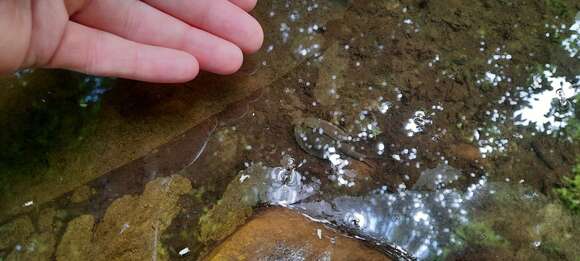 Image of Tadpole shrimp