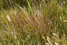 Image of Carex punicea K. A. Ford