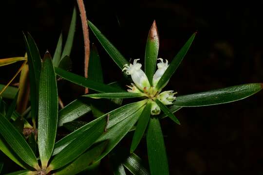 Plancia ëd Cyathodes platystoma C. M. Weiller