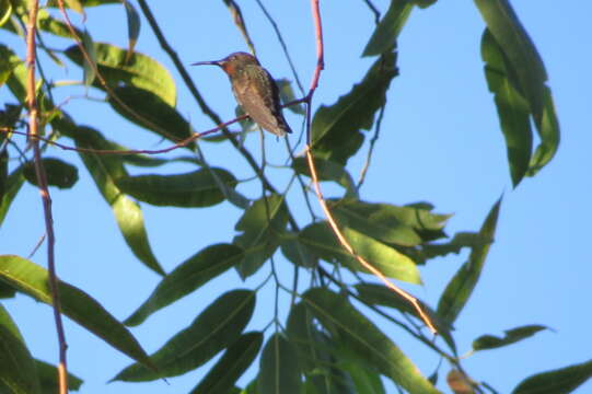 صورة Florisuga fusca (Vieillot 1817)