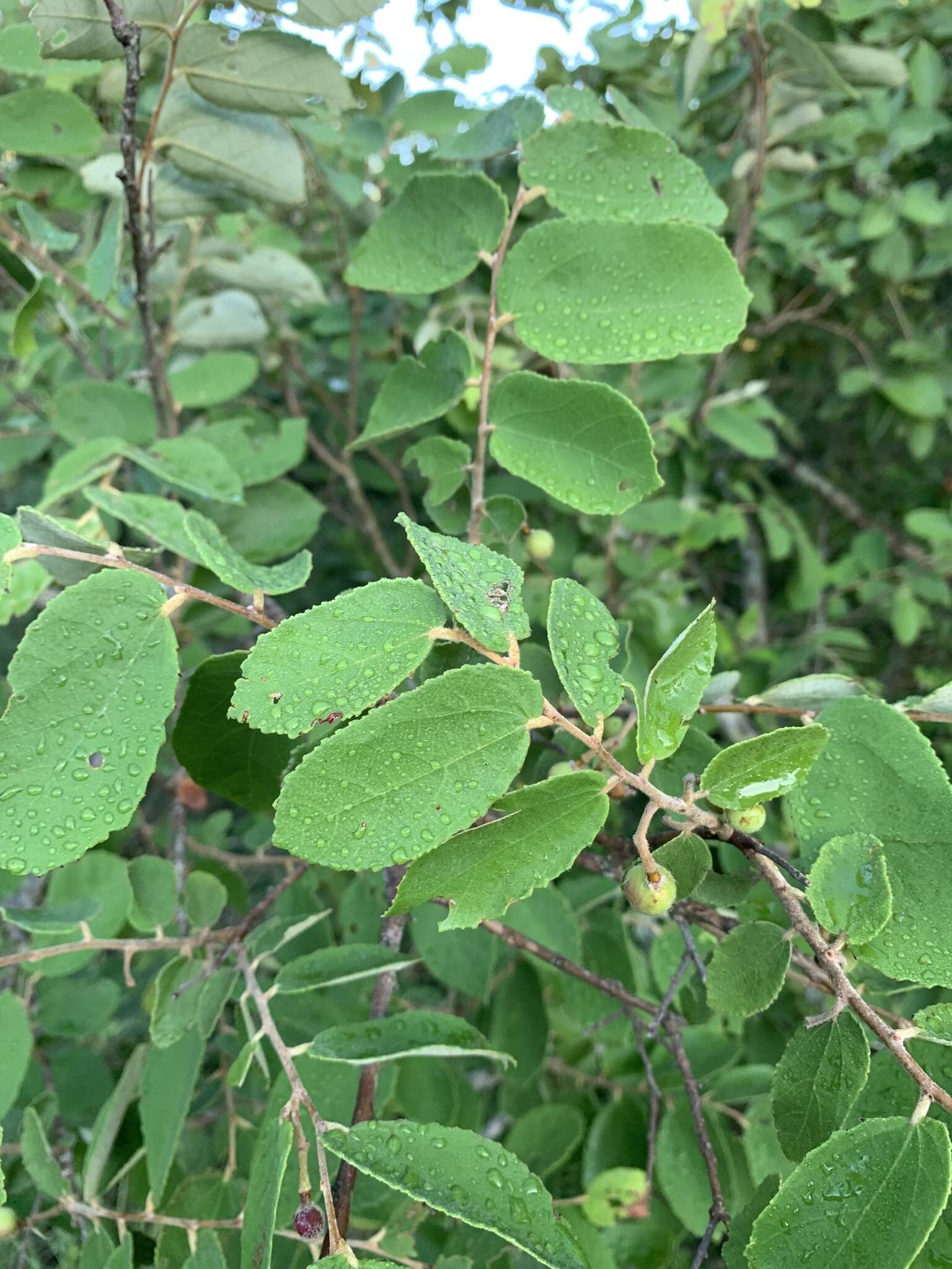 Image of Asegaai wood