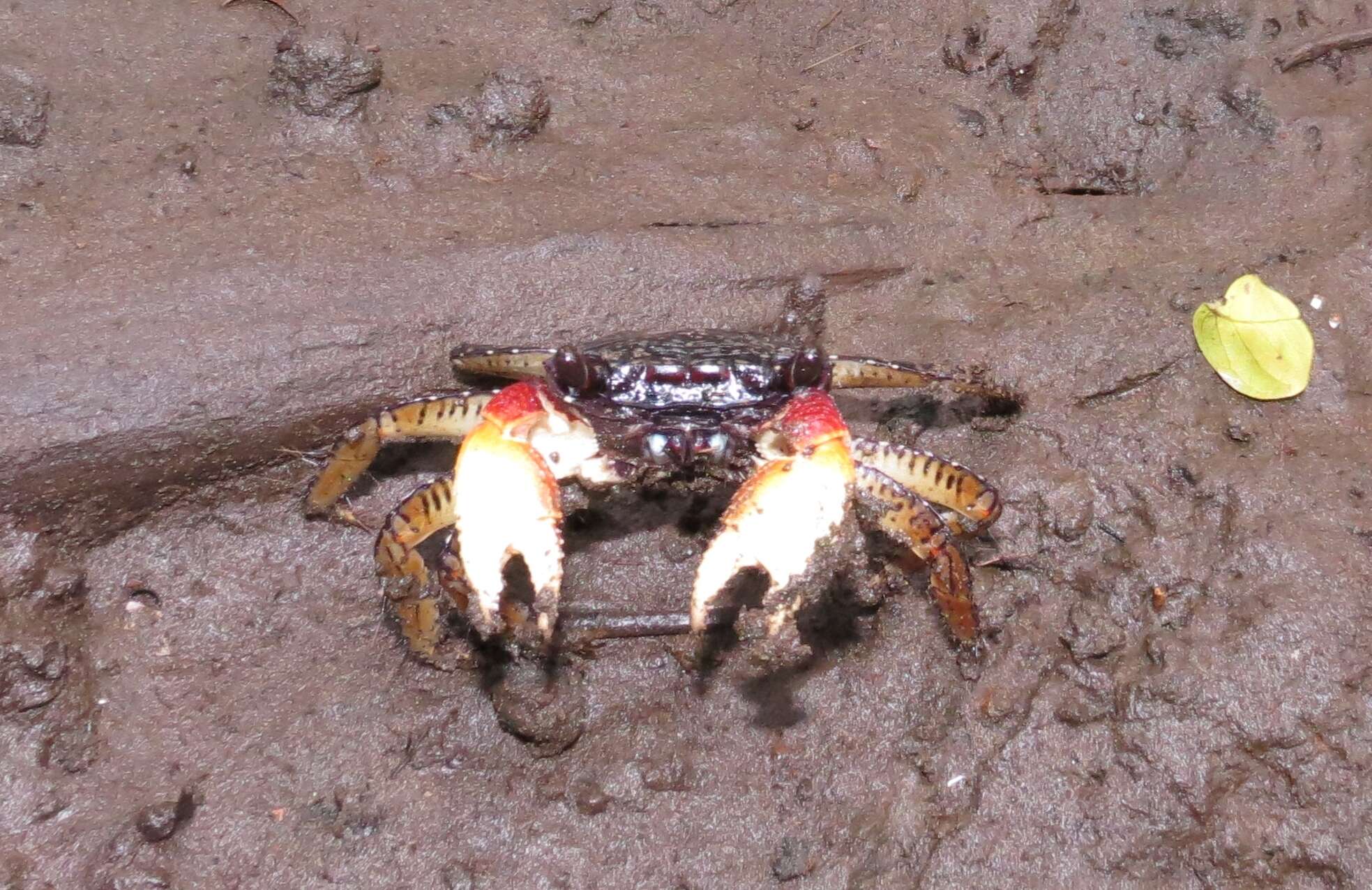 Image of Goniopsis pulchra (Lockington 1877)