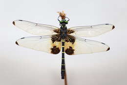 Plancia ëd Chlorogomphus papilio Ris 1927