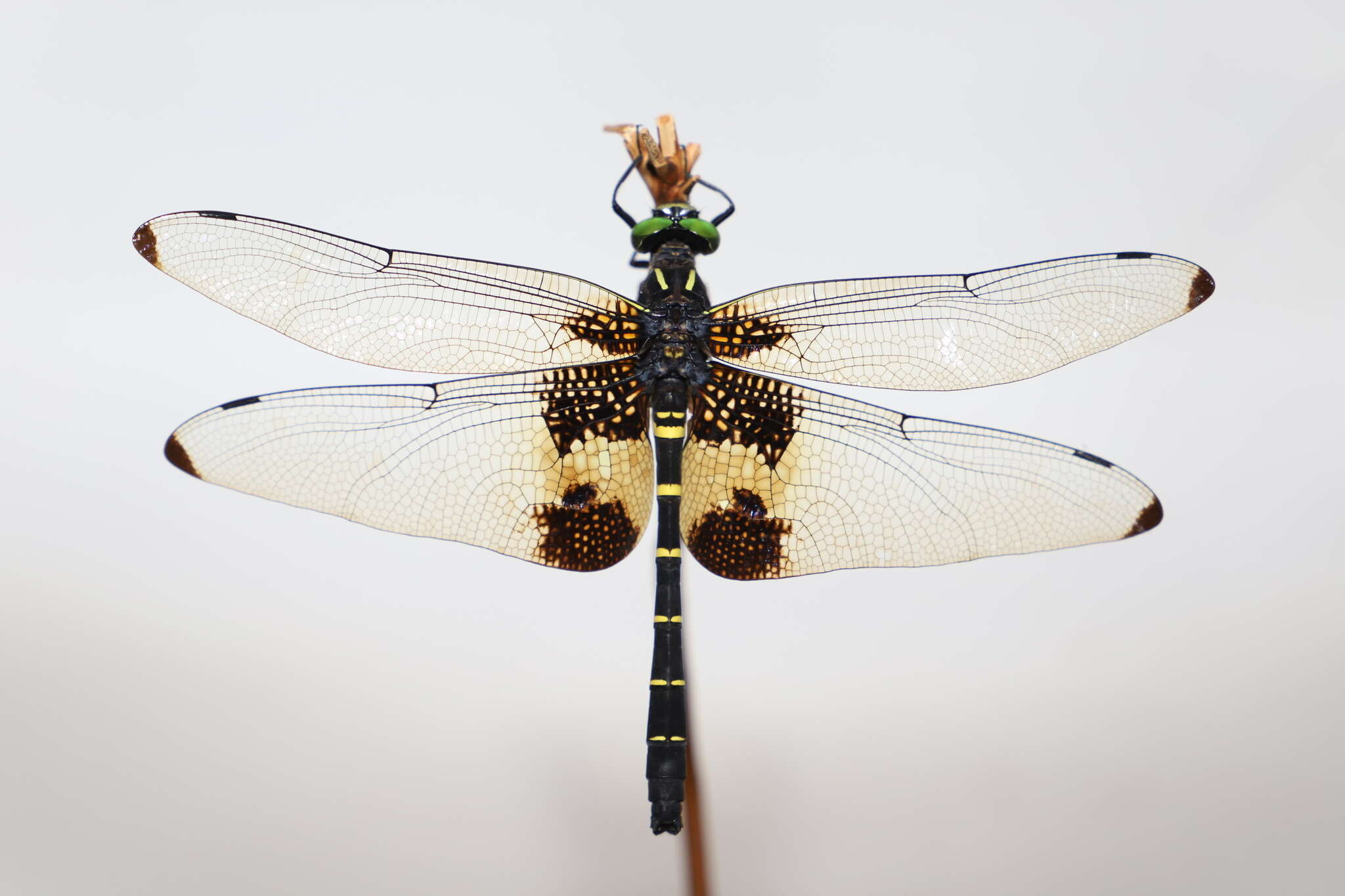 Plancia ëd Chlorogomphus papilio Ris 1927