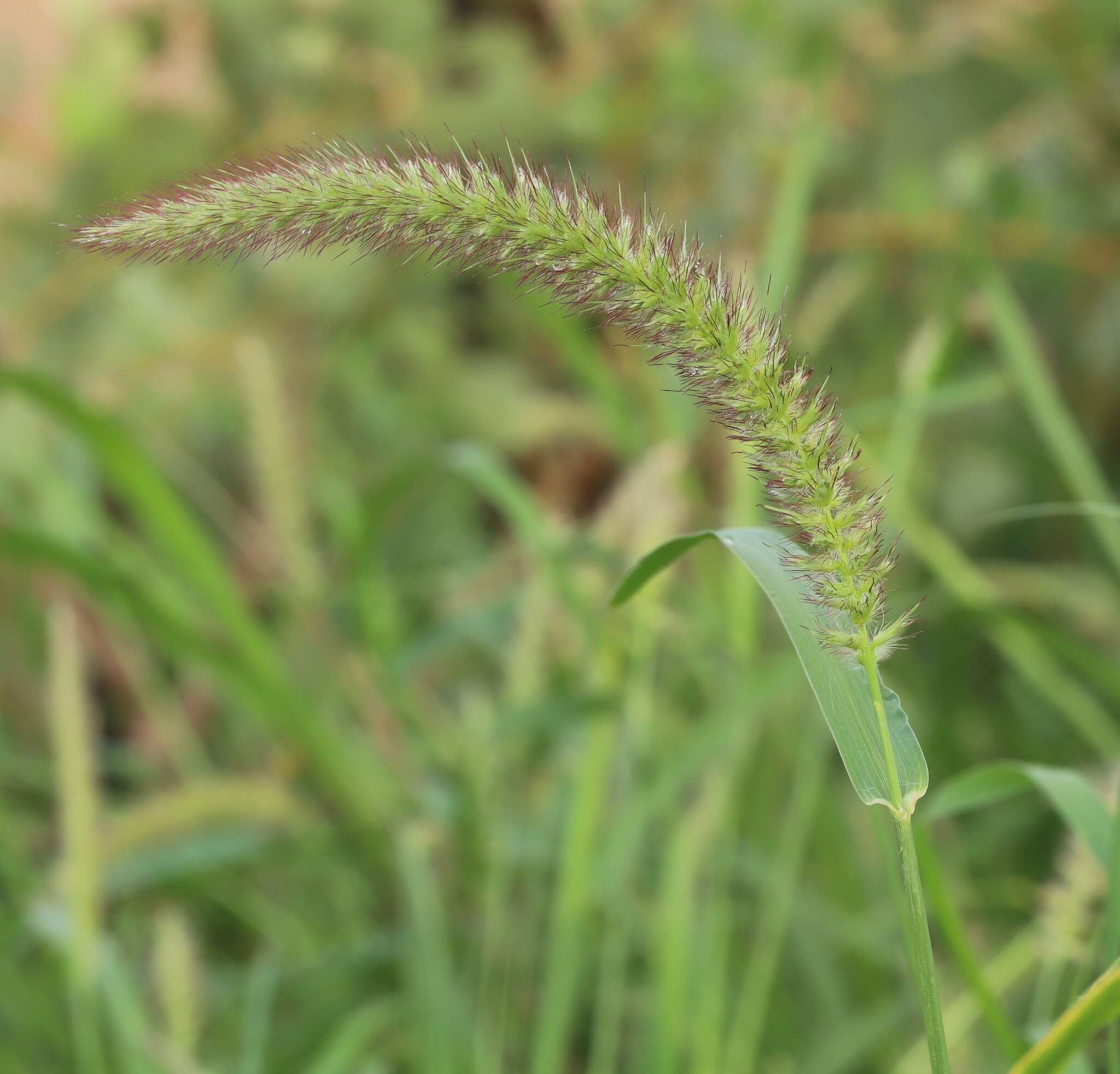 Sivun Cenchrus polystachios (L.) Morrone kuva