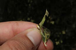 Metriochroa latifoliella (Millière 1886)的圖片