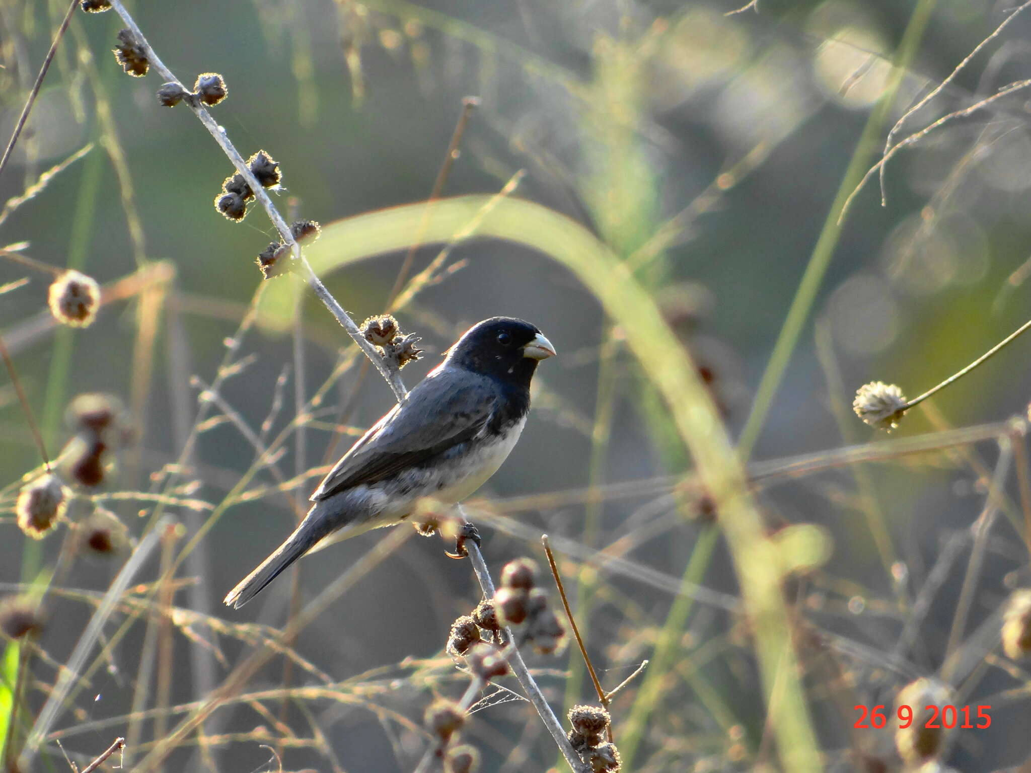 Image of Dubois's Seedeater