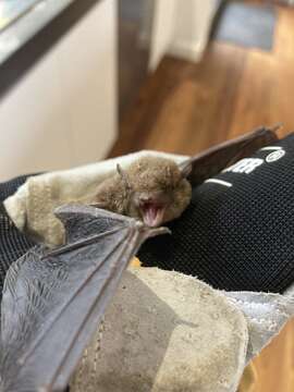 Image of Little Forest Bat