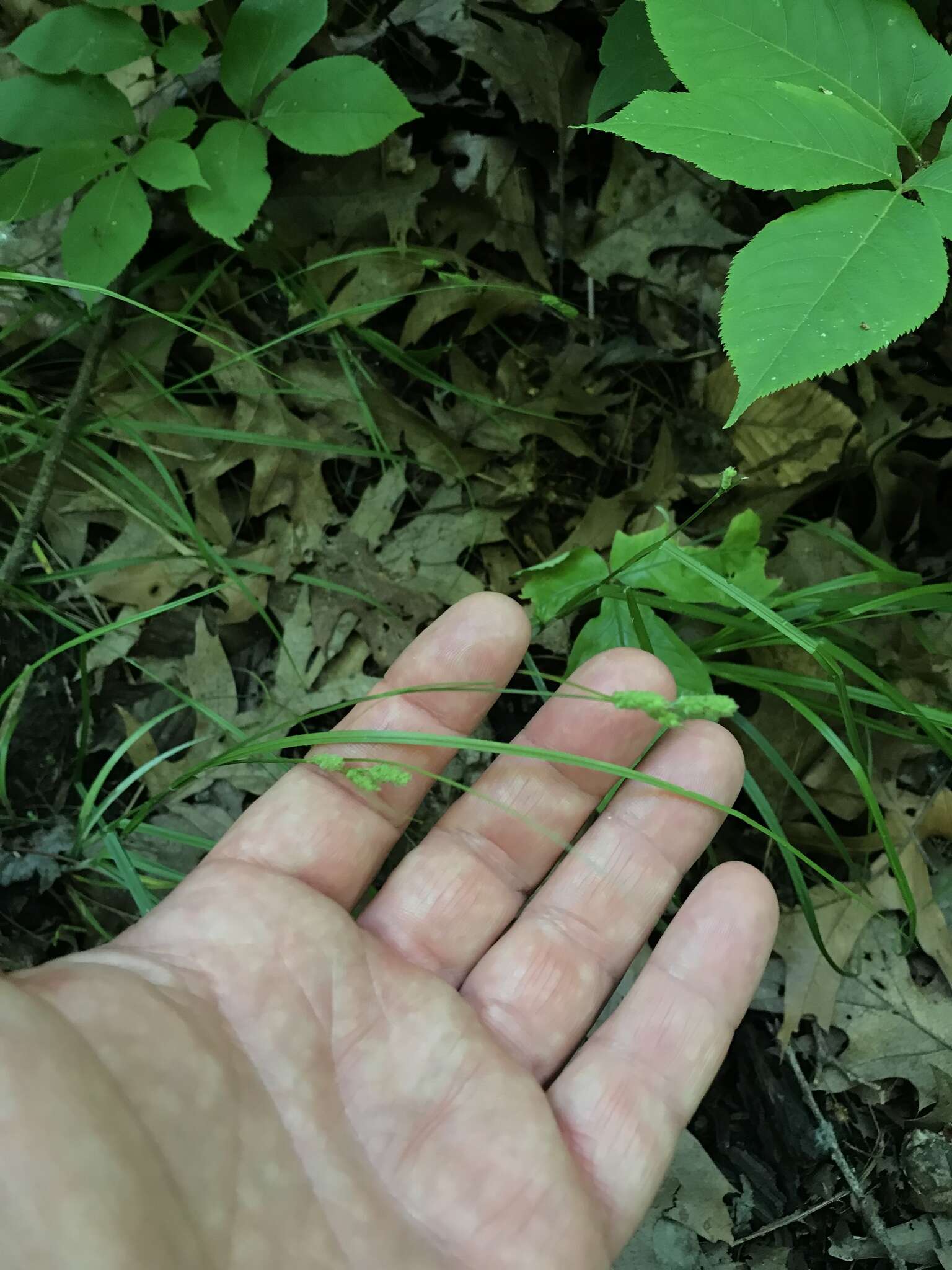 Image of Swan's sedge