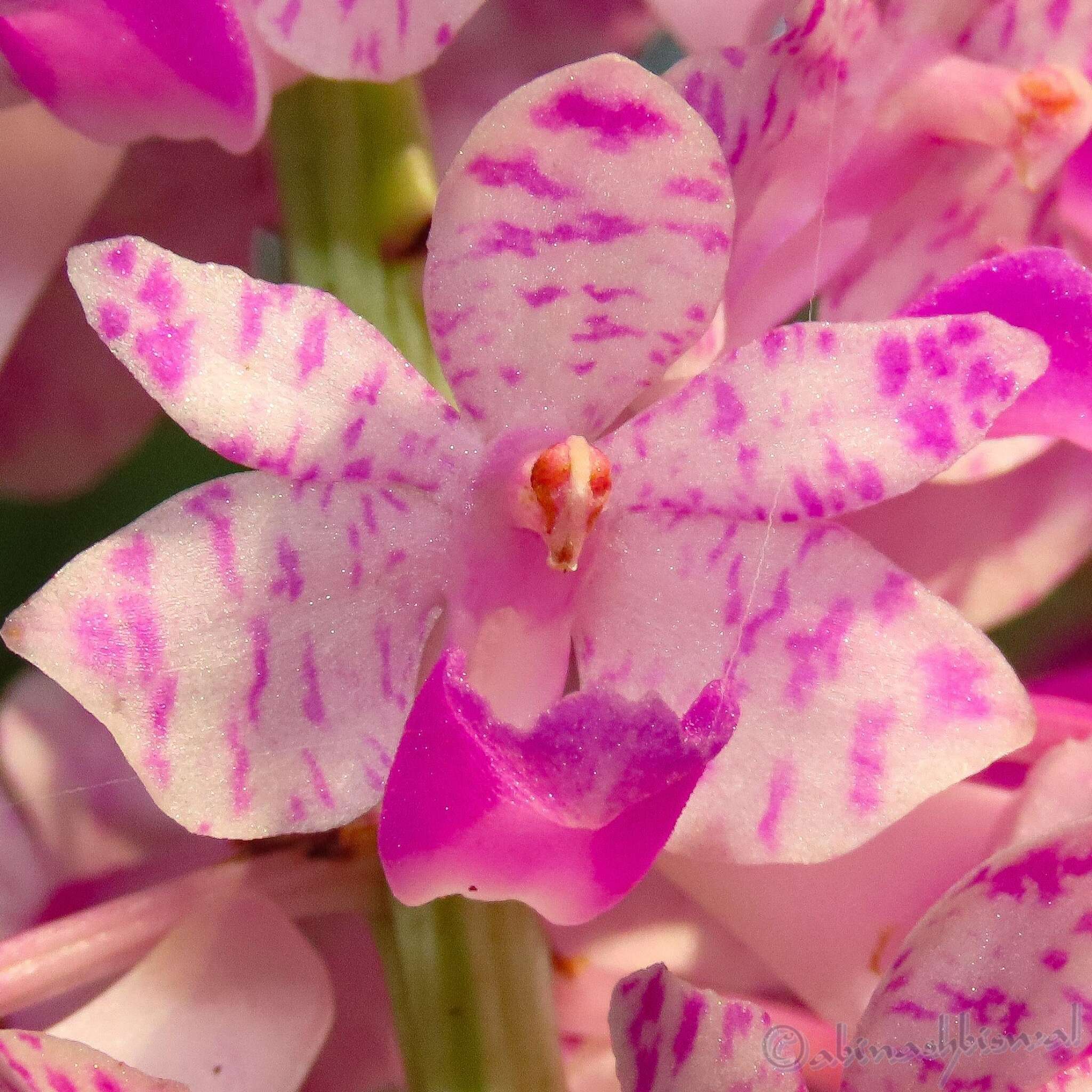 Слика од Rhynchostylis retusa (L.) Blume