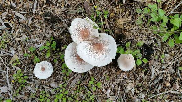 Plancia ëd Leucoagaricus americanus (Peck) Vellinga 2000