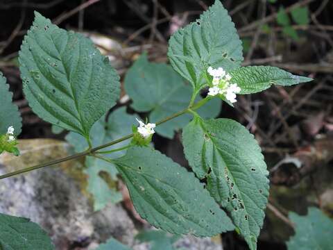 Image of velvet shrubverbena