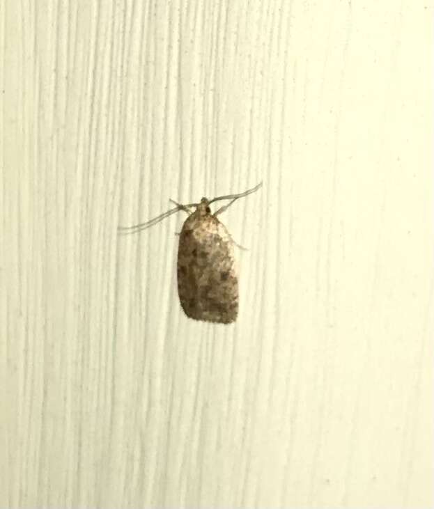 Image of Thelma's Agonopterix