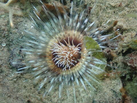 Image of American tube-dwelling anemone