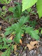 Image de Potentilla pensylvanica L.