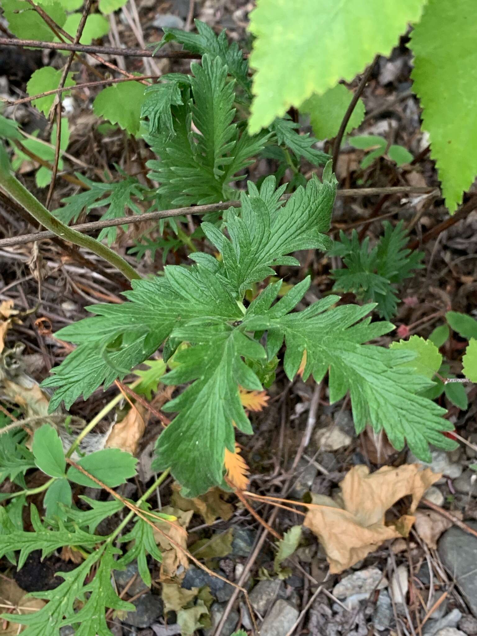 Image de Potentilla pensylvanica L.