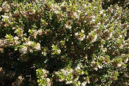 Image of Olearia nummularifolia Hook. fil.