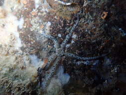 Image of Ophiactis resiliens Lyman 1879