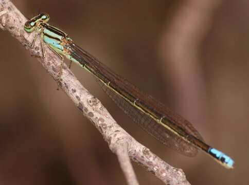 Image of <i>Pseudagrion spernatum natalense</i> Ris 1921