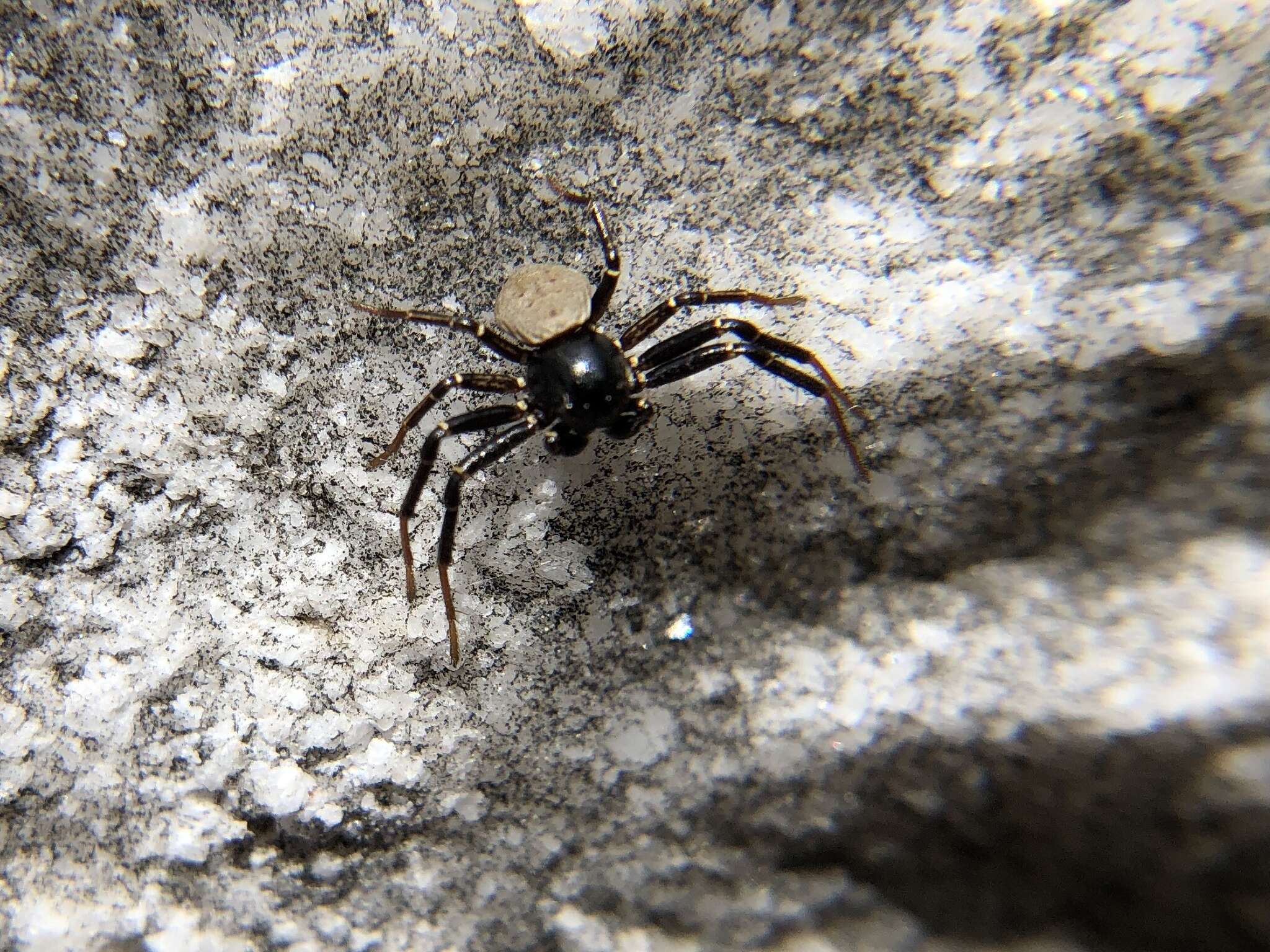 Image of Xysticus alboniger Turnbull, Dondale & Redner 1965