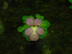 Image of Pinguicula cyclosecta Casper