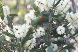 Image of Little Lorikeet