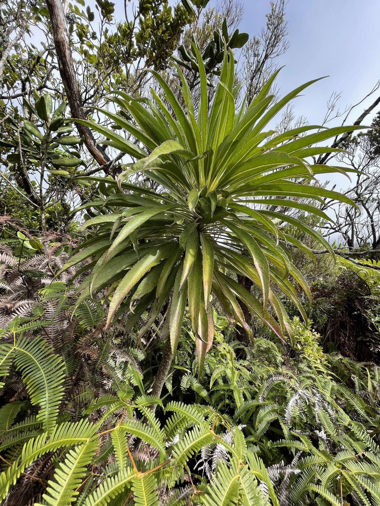 Image of Kauai False Lobelia