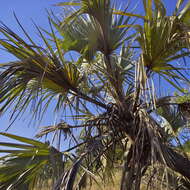 Image of doum palm