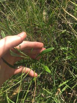 Image of tropical creeping cudweed