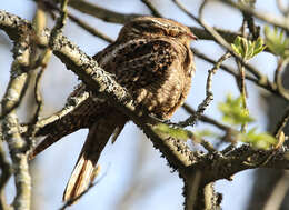 صورة Antrostomus carolinensis (Gmelin & JF 1789)