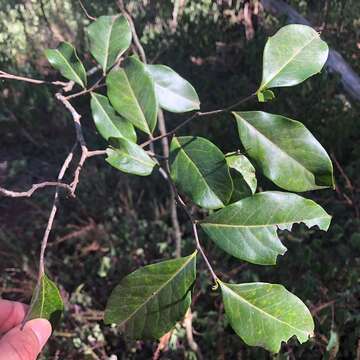 Image de Diospyros geminata (R. Br.) F. Muell.