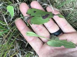 Image of wavyleaf aster