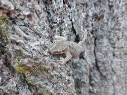 Image of Spotted Gecko