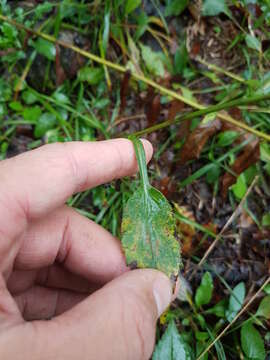 Image of Lindley's aster