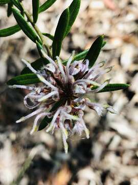 Image of Grevillea phylicoides R. Br.