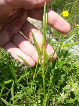 Image of lanceleaf tickseed