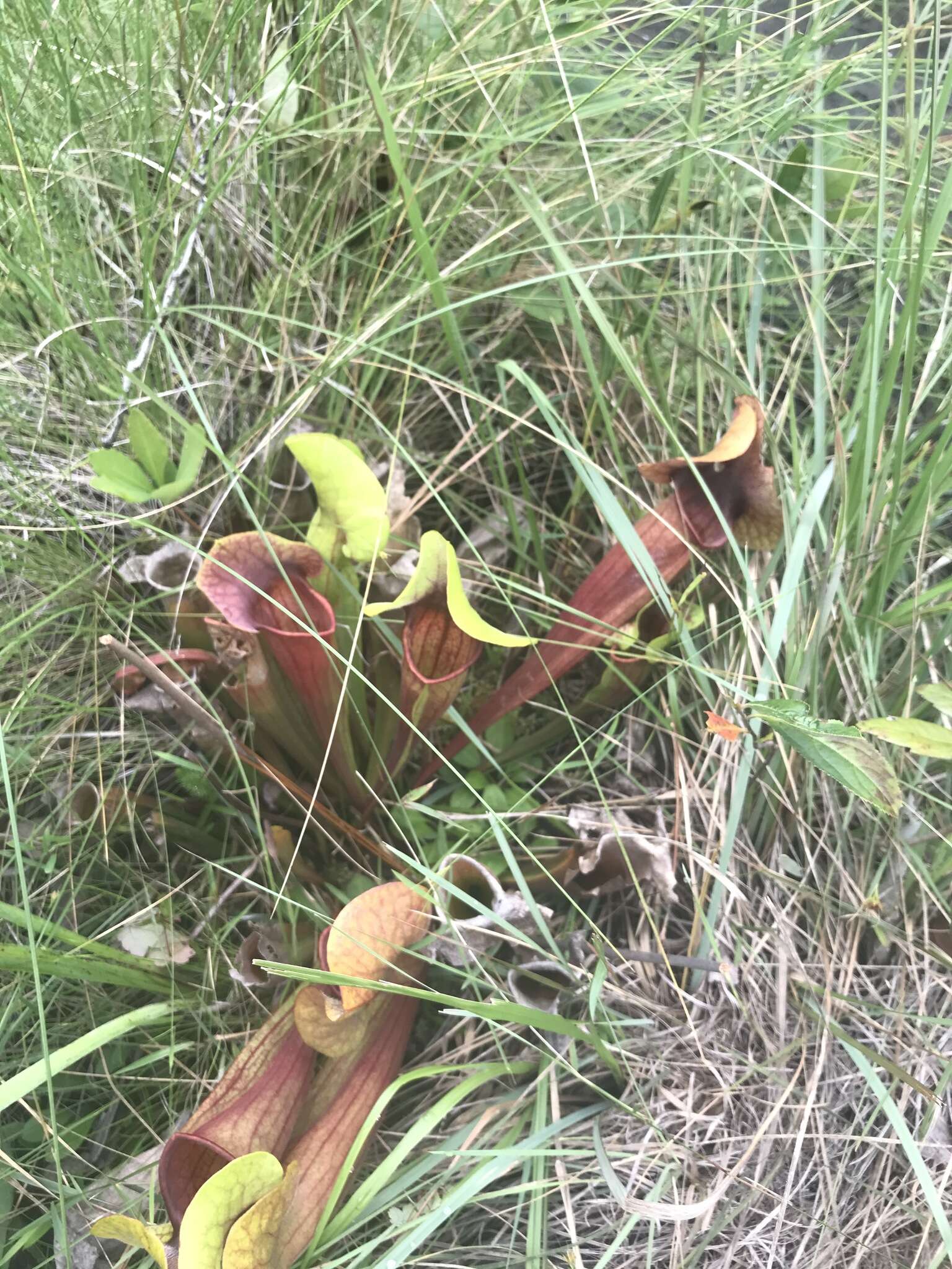 Image of pitcherplant