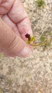 Image of Mallee spider orchid