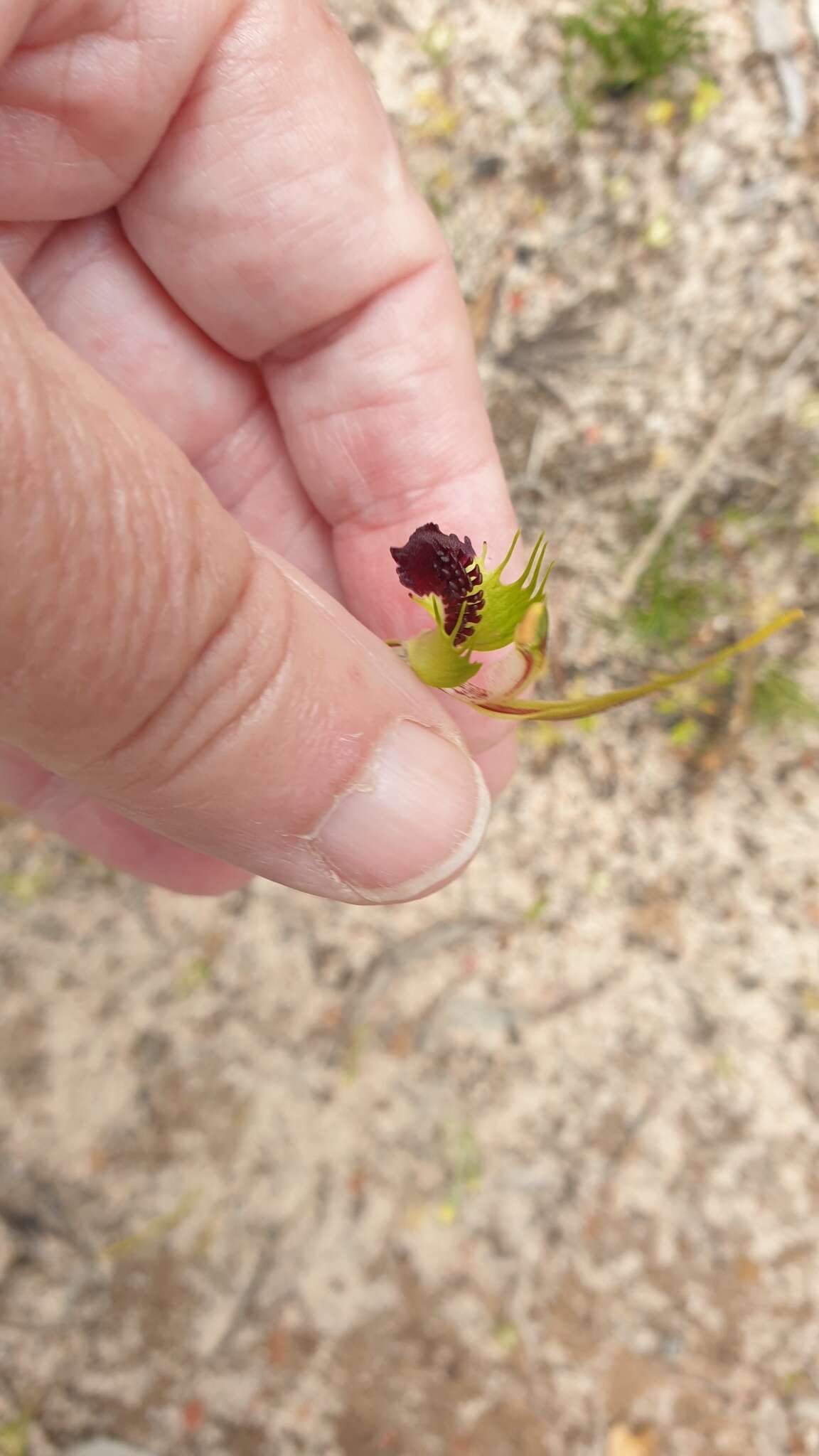 Caladenia verrucosa G. W. Carr resmi