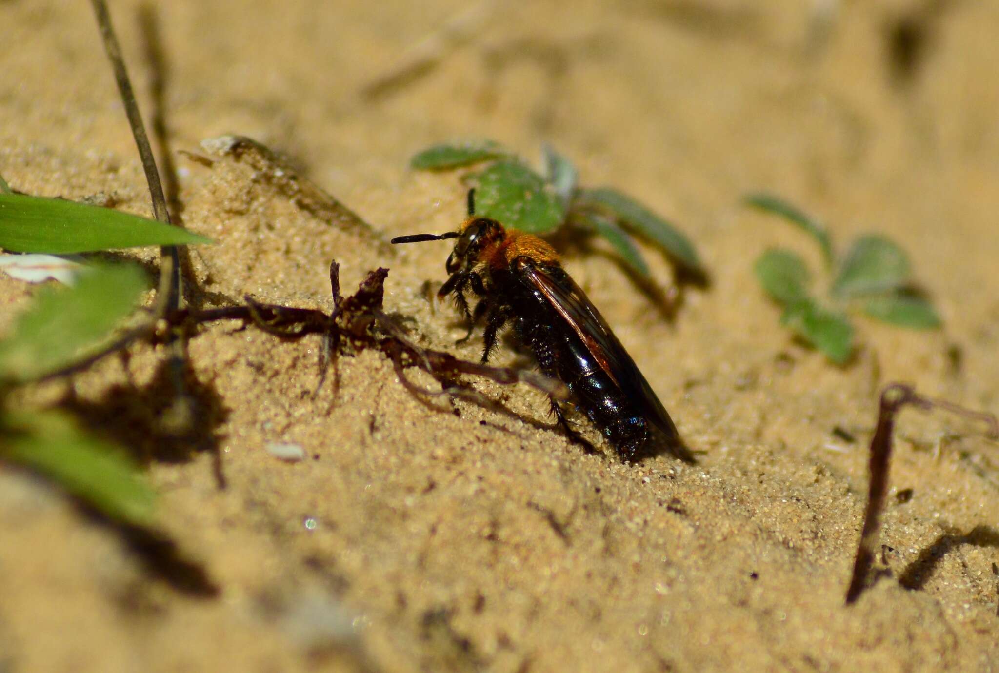 Imagem de Campsomeriella thoracica (Fabricius 1787)