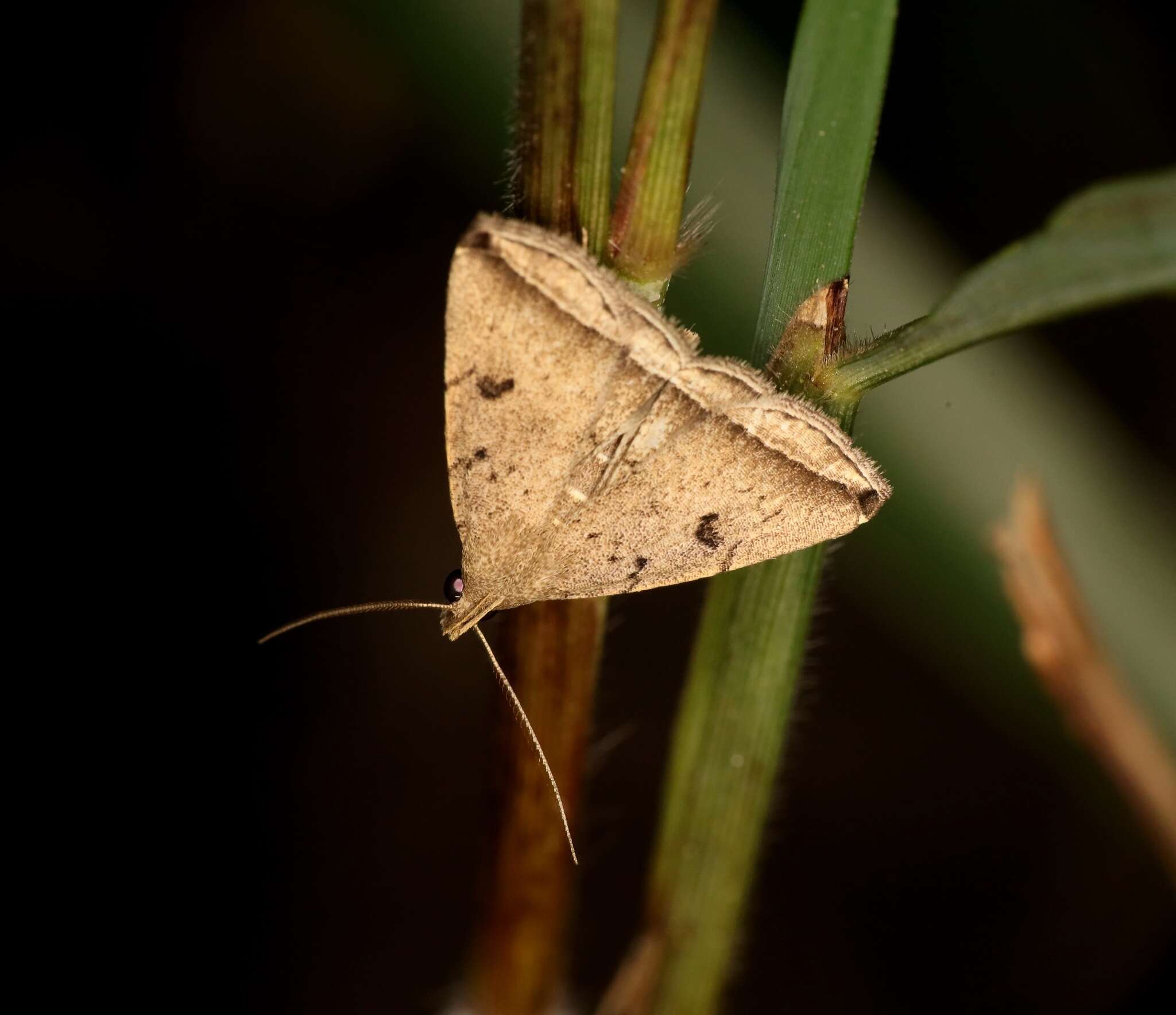 صورة Lysimelia lucida Galsworthy 1997